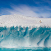 Antarctica Penguin