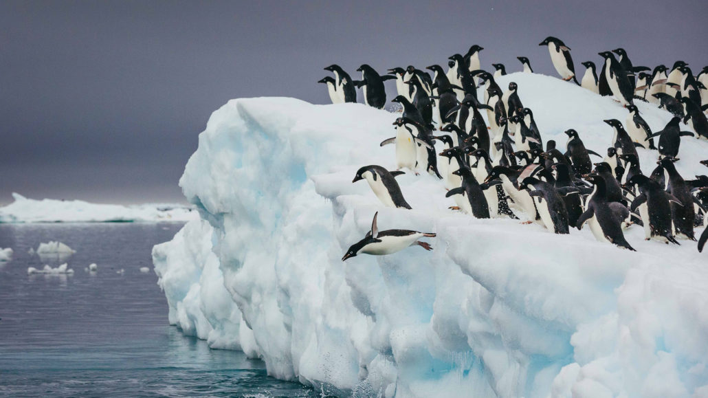 South Georgia and Falkland Islands (Malvinas)