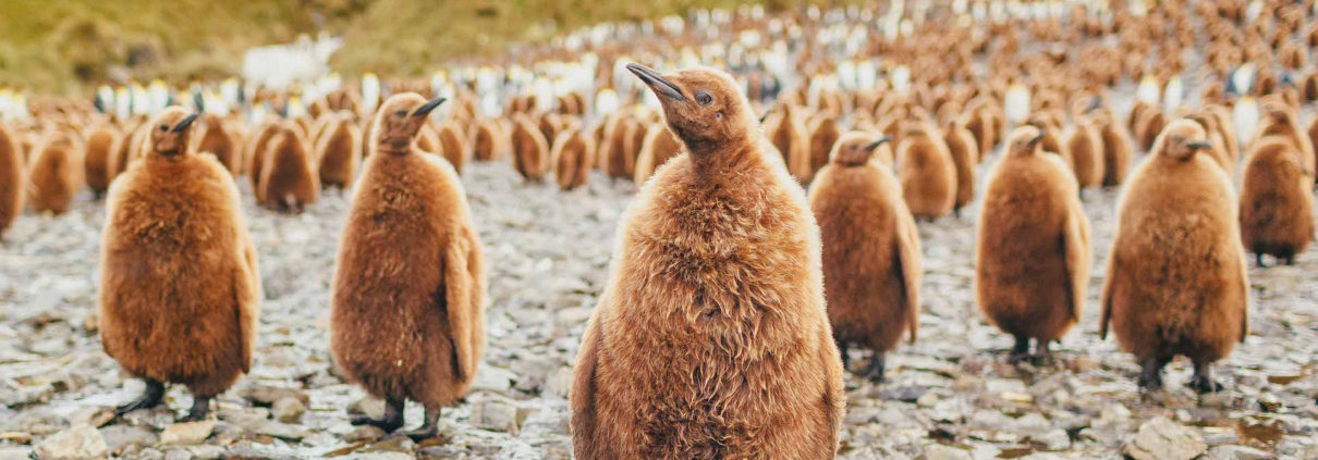 Penguin chicks, South Georgia