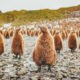 Penguin chicks, South Georgia