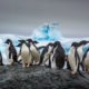 Adelie penguins