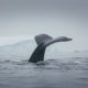 Humpback whale, Antarctica