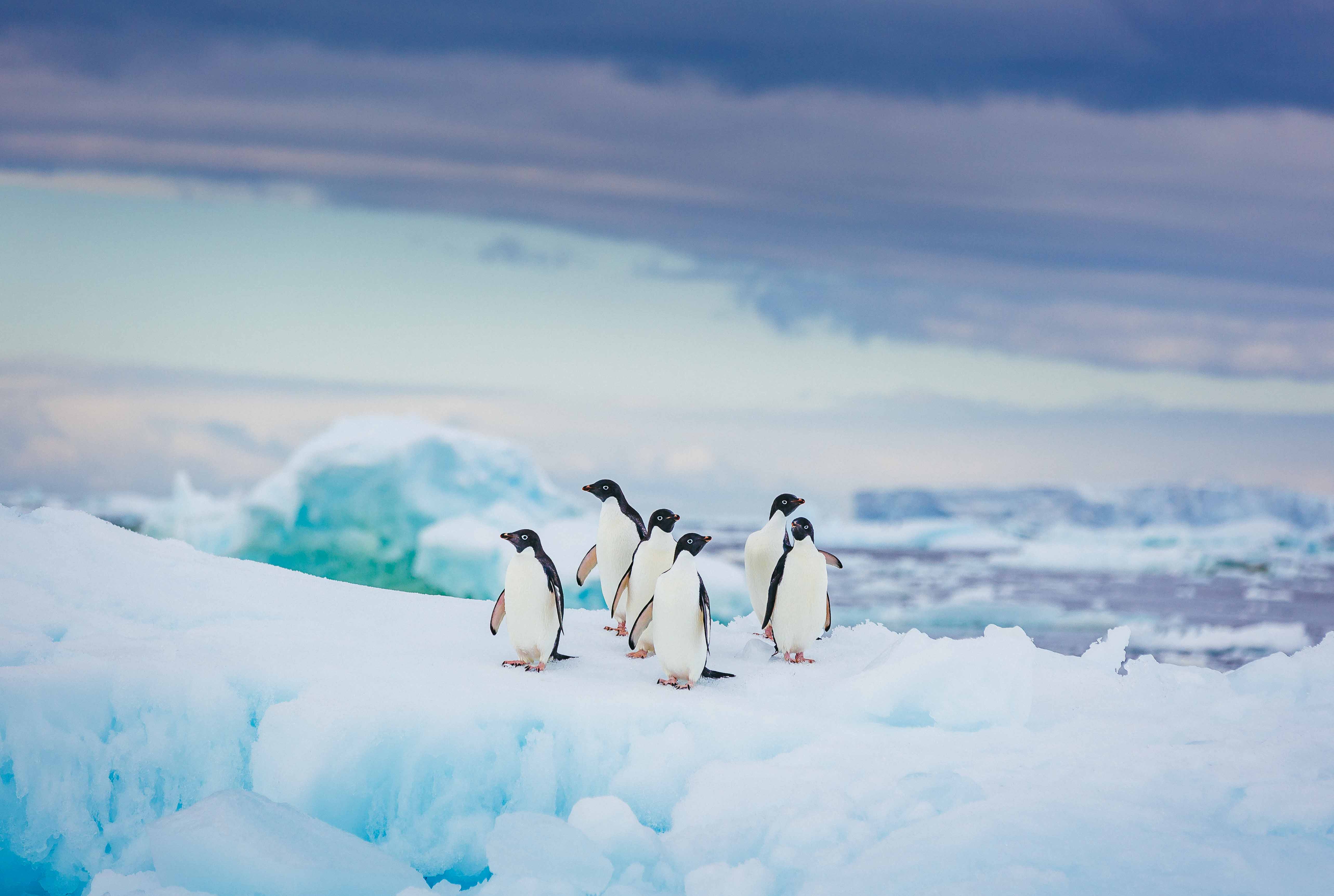 Adelie penguins, Antarctica