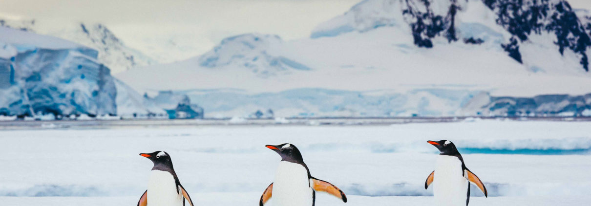 gentoo penguins