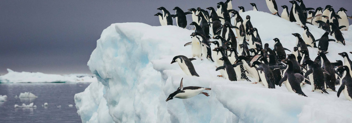 Adelie penguins diving