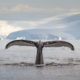 Humpback whale, Antarctica