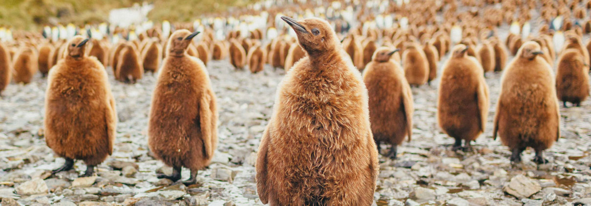 king penguin chicks