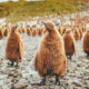 king penguin chicks