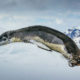 Leopard seal, Antarctica