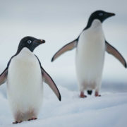 Weddell Sea