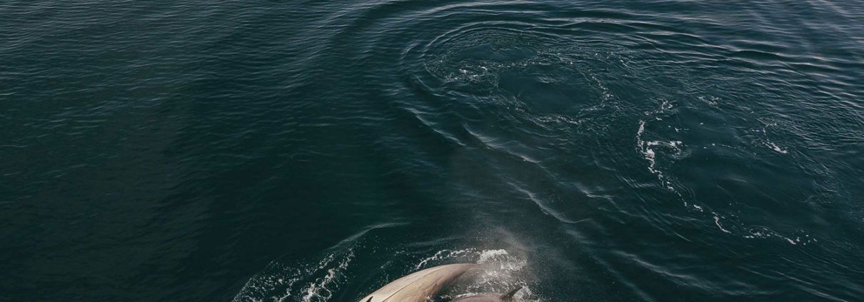 Orca, Antarctica