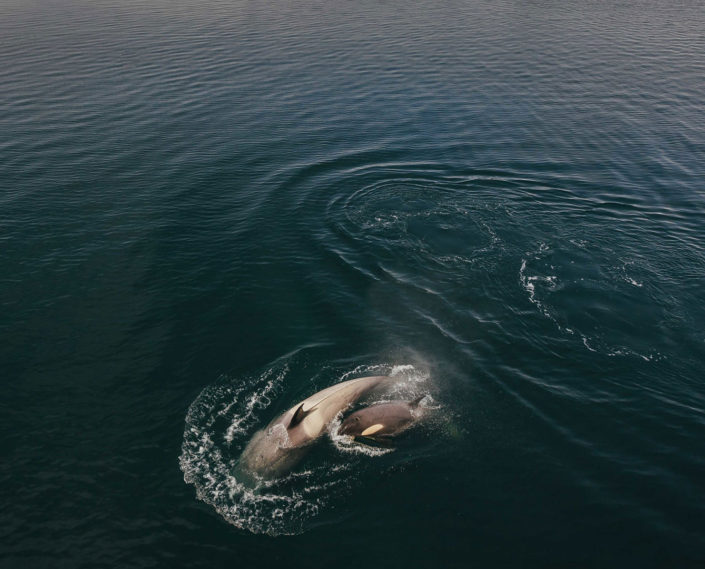 Orca, Antarctica