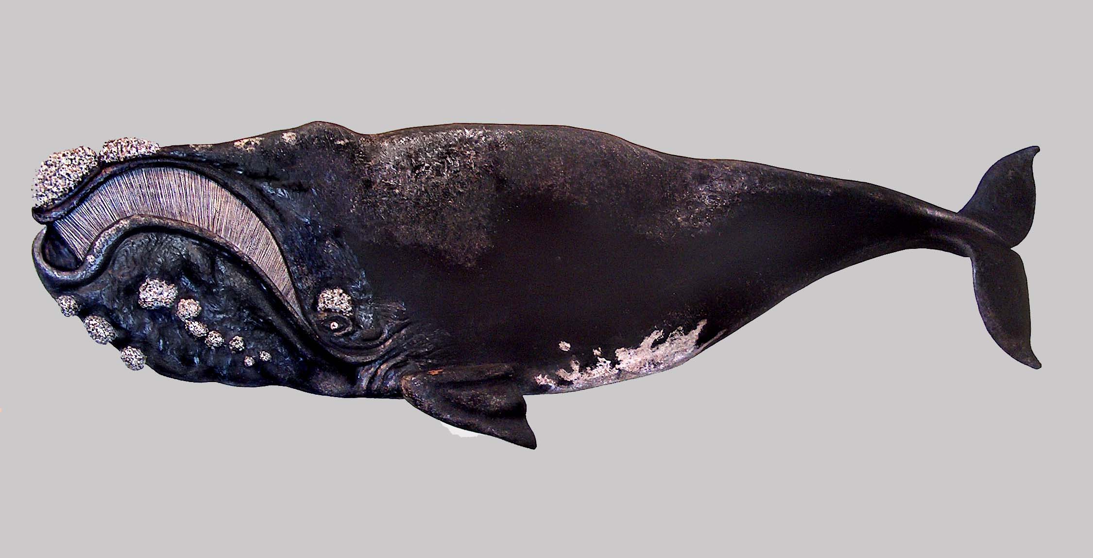 Southern Right Whale