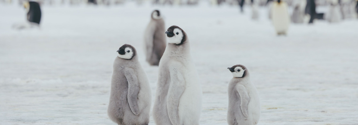 Antarctica Classic