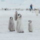 Antarctica Classic