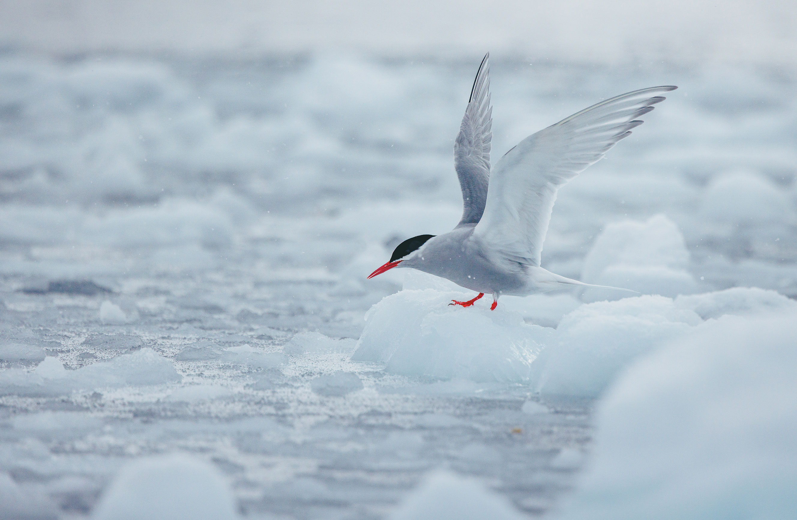 ANTARTIC-FLY-OVER-DRAKE