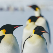 Weddell Sea