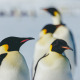 Weddell Sea